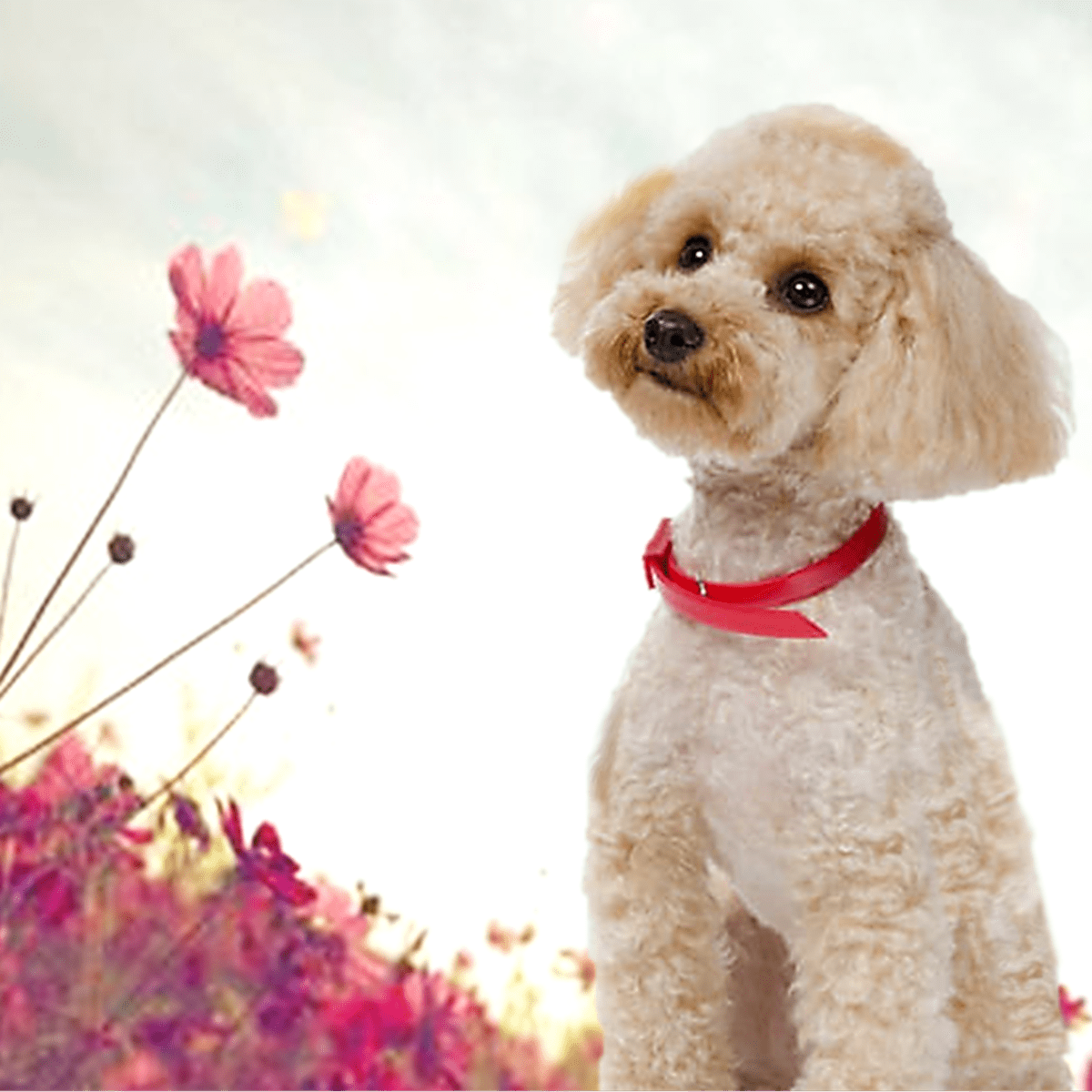 21 Best Hypoallergenic Dogs - PetHelpful