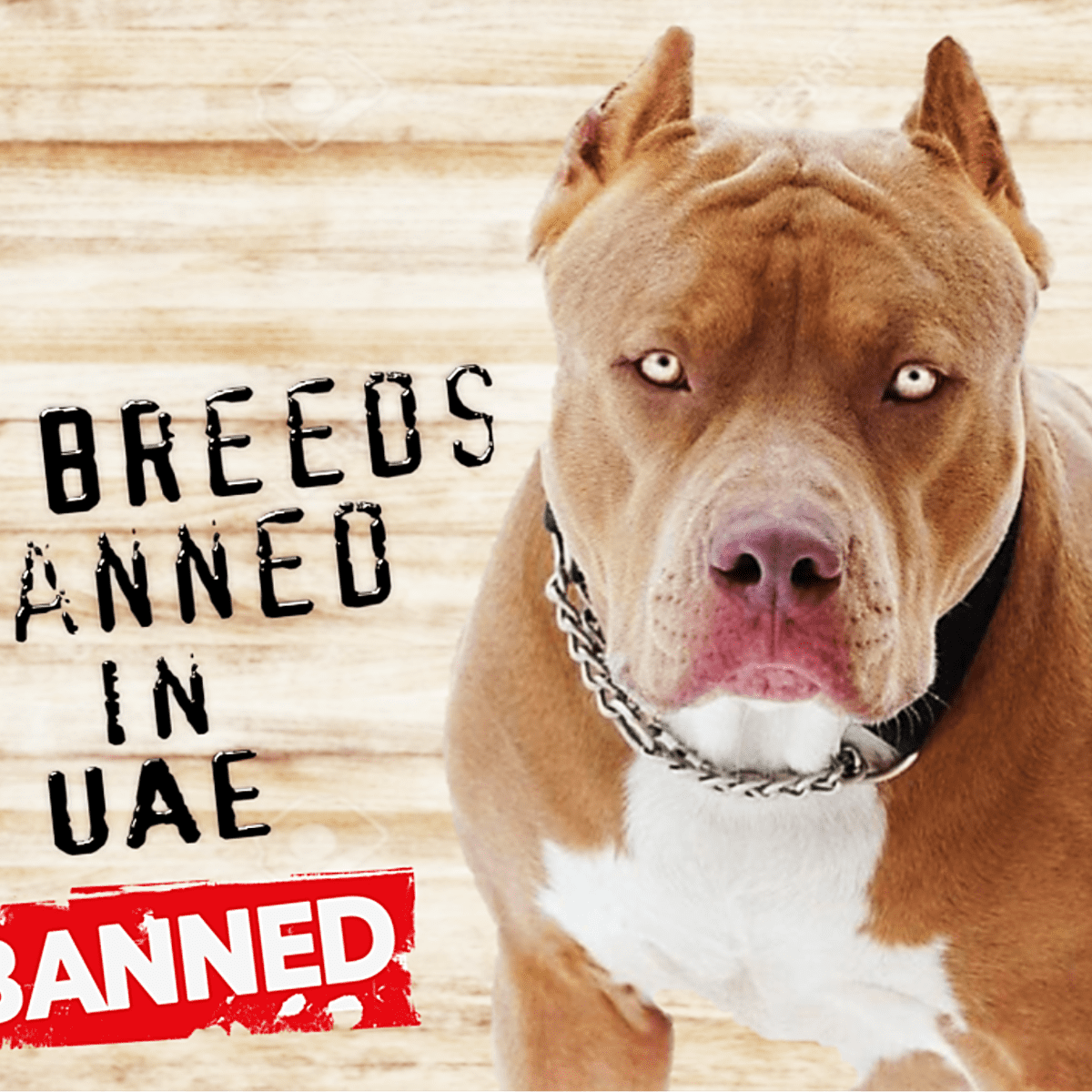 are pitbulls banned in spain