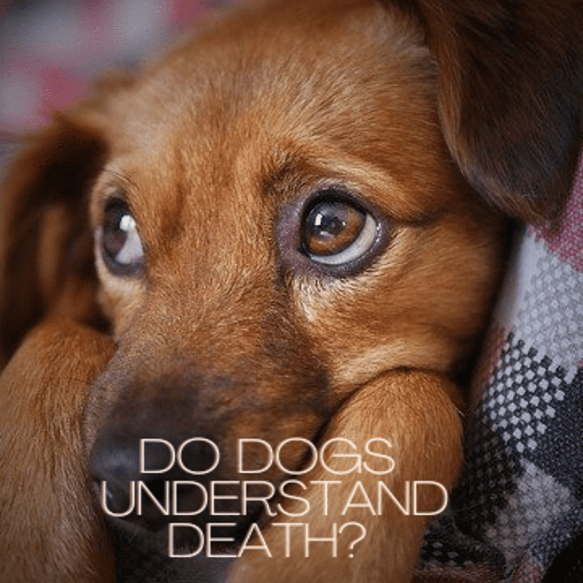 Do Dogs Know If Another Dog Has Died