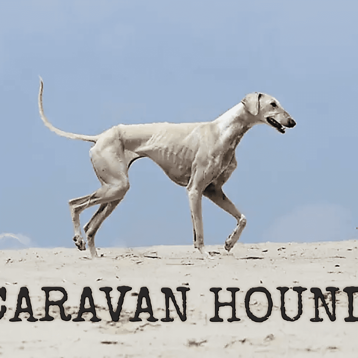 Caravan Hound or Karwanis, Dog Breed Information, Facts & Characteristics -  HubPages