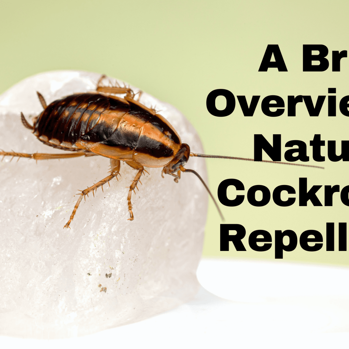A Brief Overview Of Natural Cockroach Repellents Dengarden