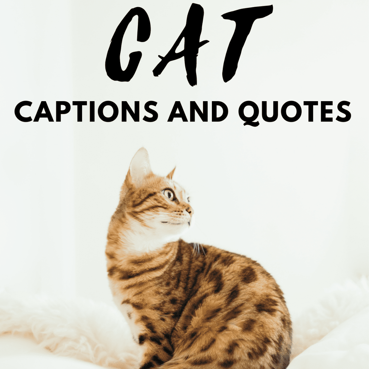 250+ Cat Quotes and Caption Ideas for Instagram - TurboFuture