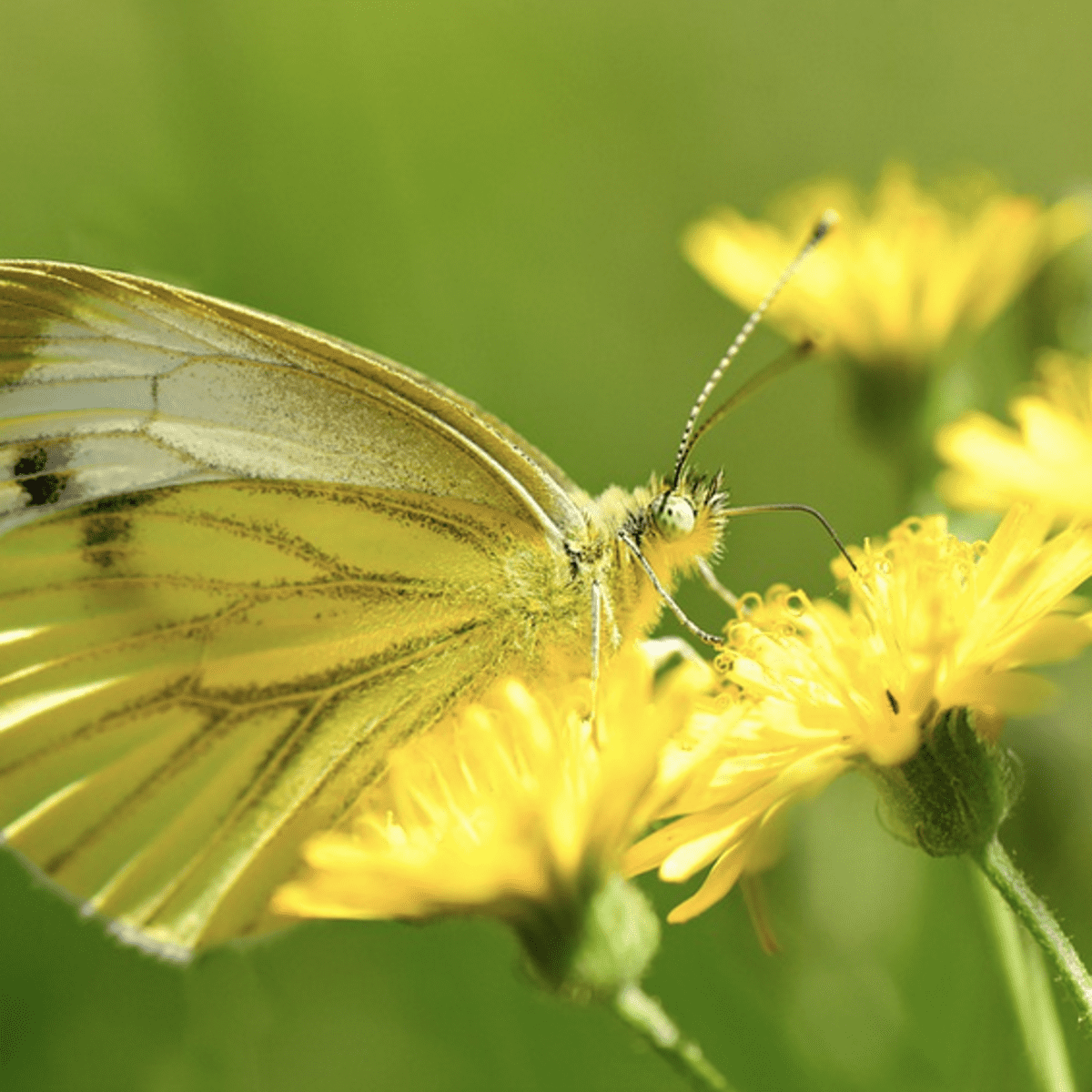 Cabbage White Butterfly - North American Insects & Spiders