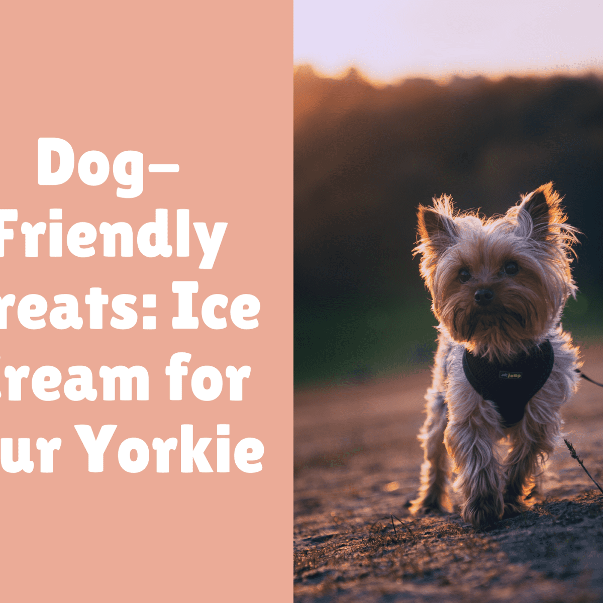 are yorkies smelly dogs