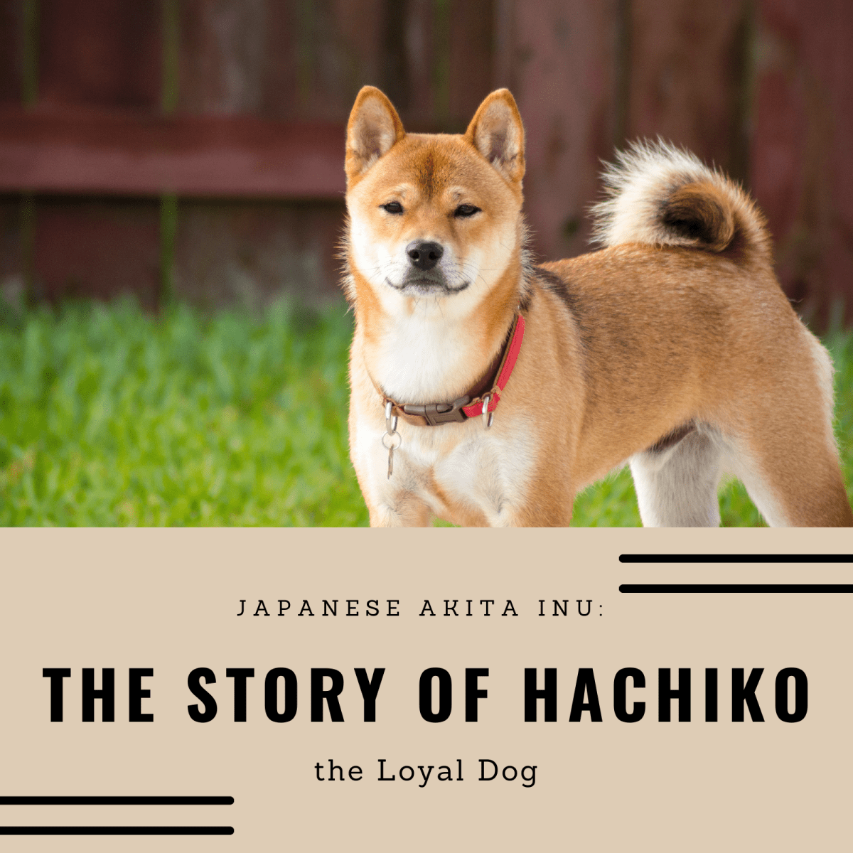 Japanese Akita Inu: The Story of Hachiko, the Loyal Dog - PetHelpful