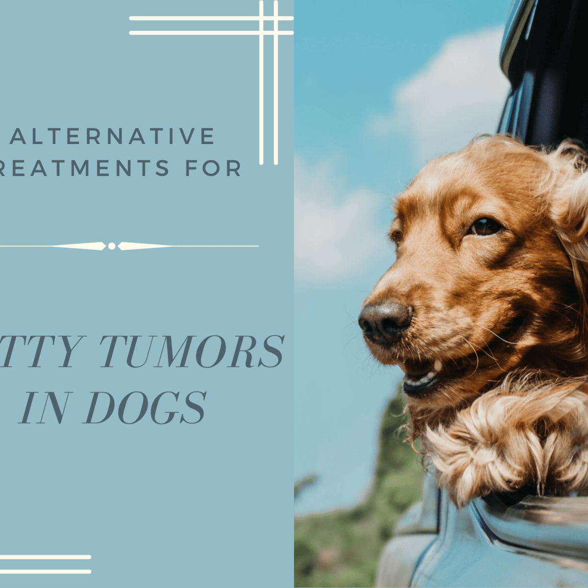 lipoma in dogs natural treatment