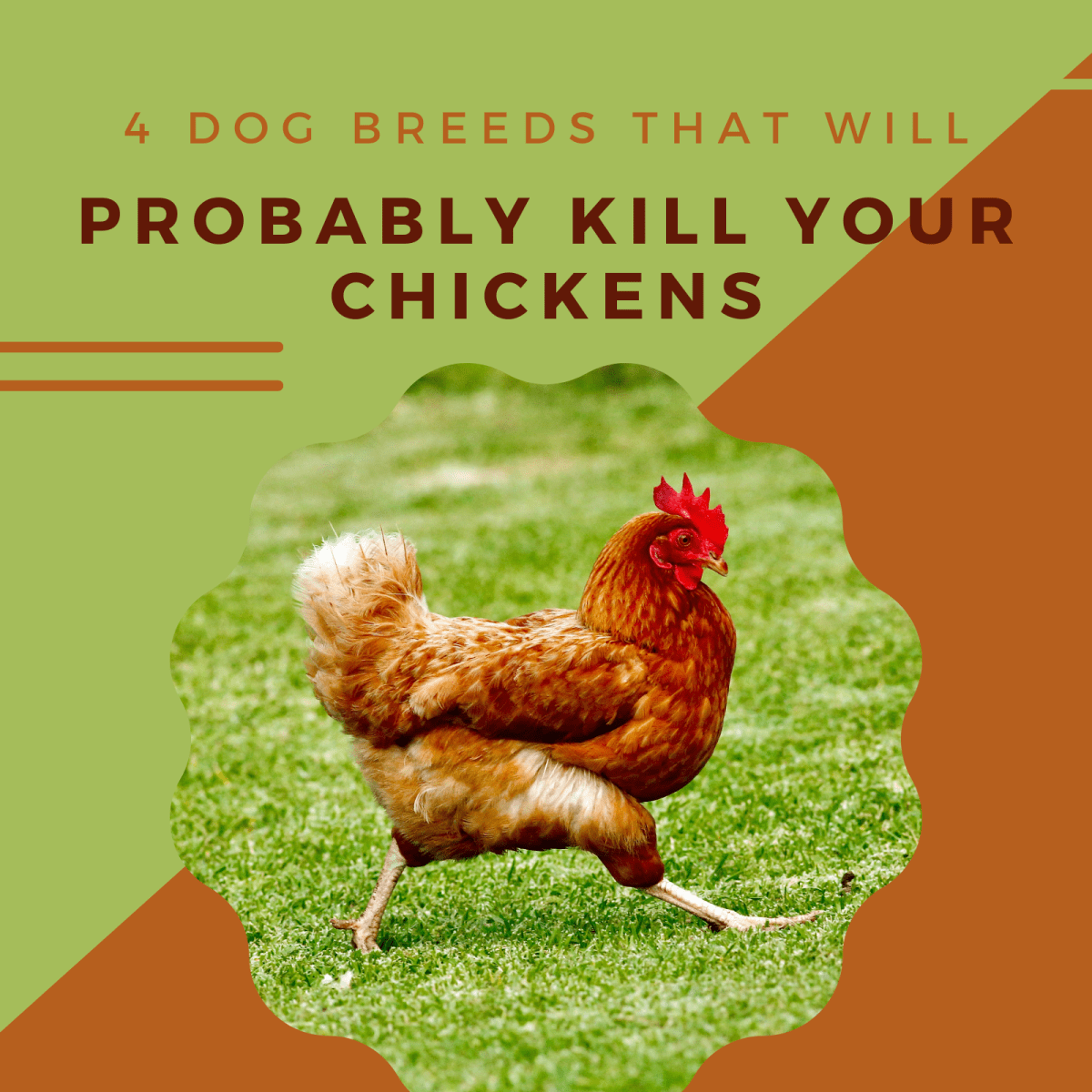 can i shoot a dog attacking my chickens