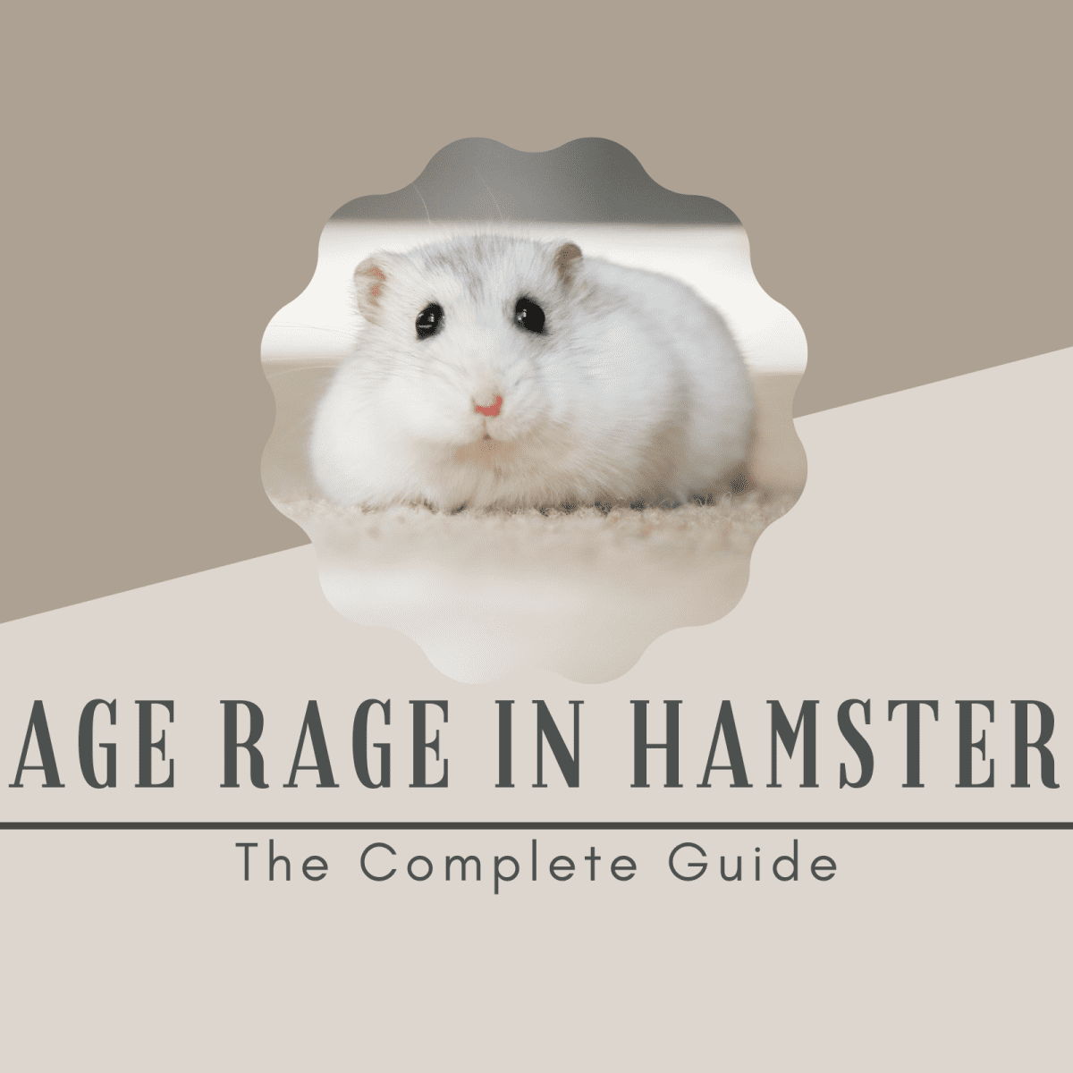 Cage Rage in Hamsters: The Complete Guide - PetHelpful