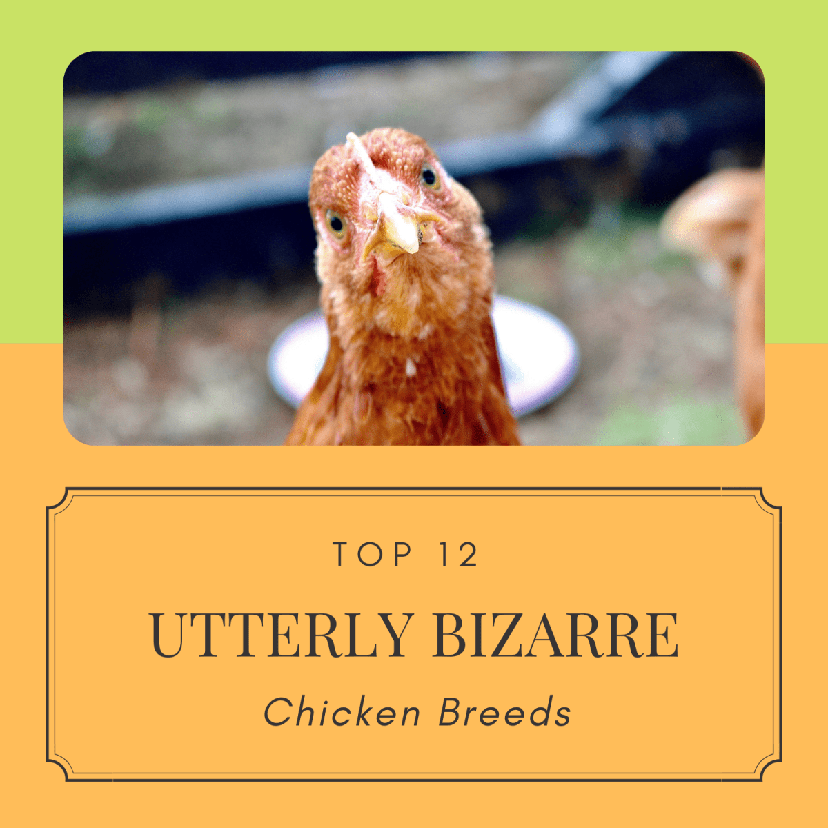 Top 12 Utterly Bizarre Chicken Breeds - PetHelpful