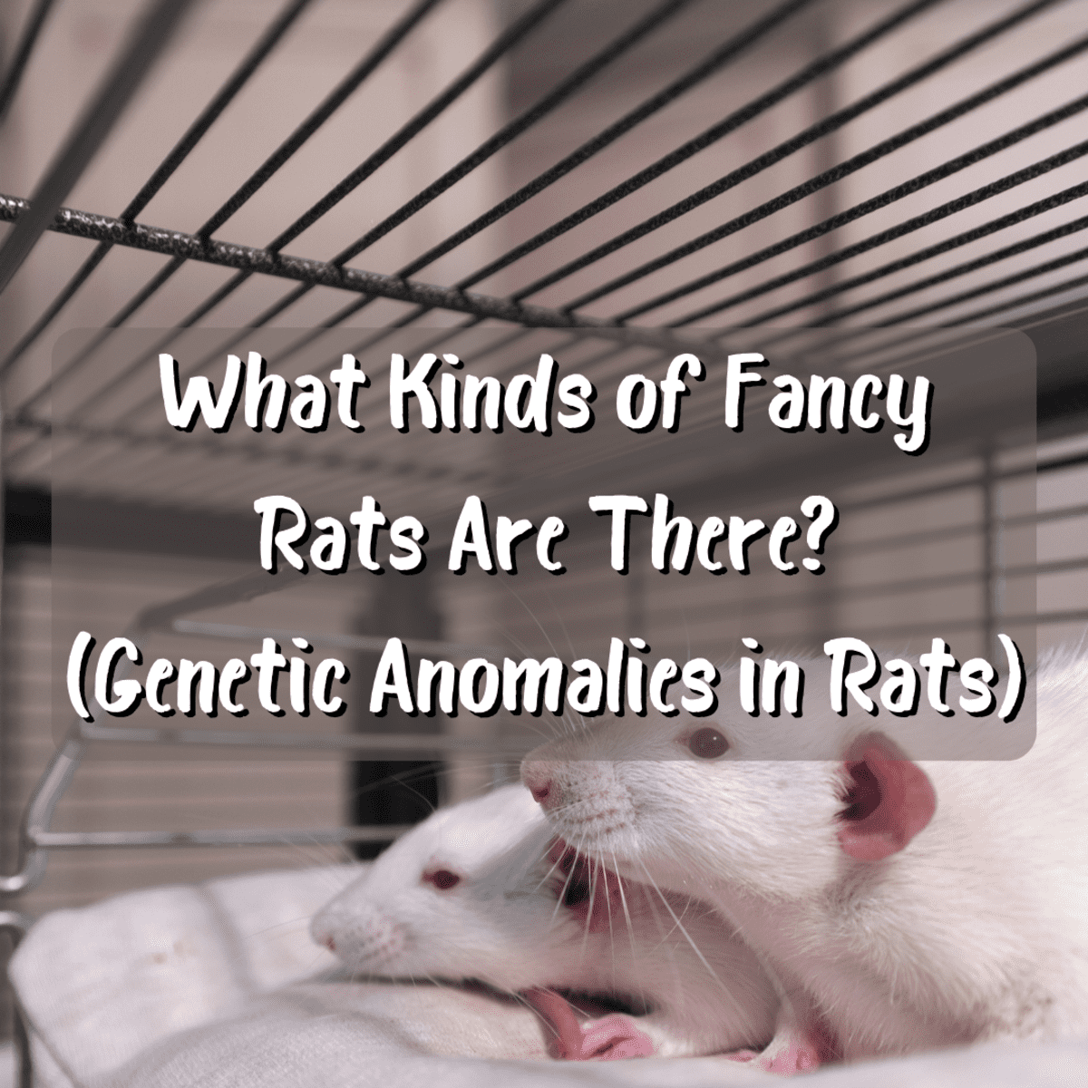 What Kinds of Fancy Rats Are There? (Genetic Anomalies in Rats) - PetHelpful