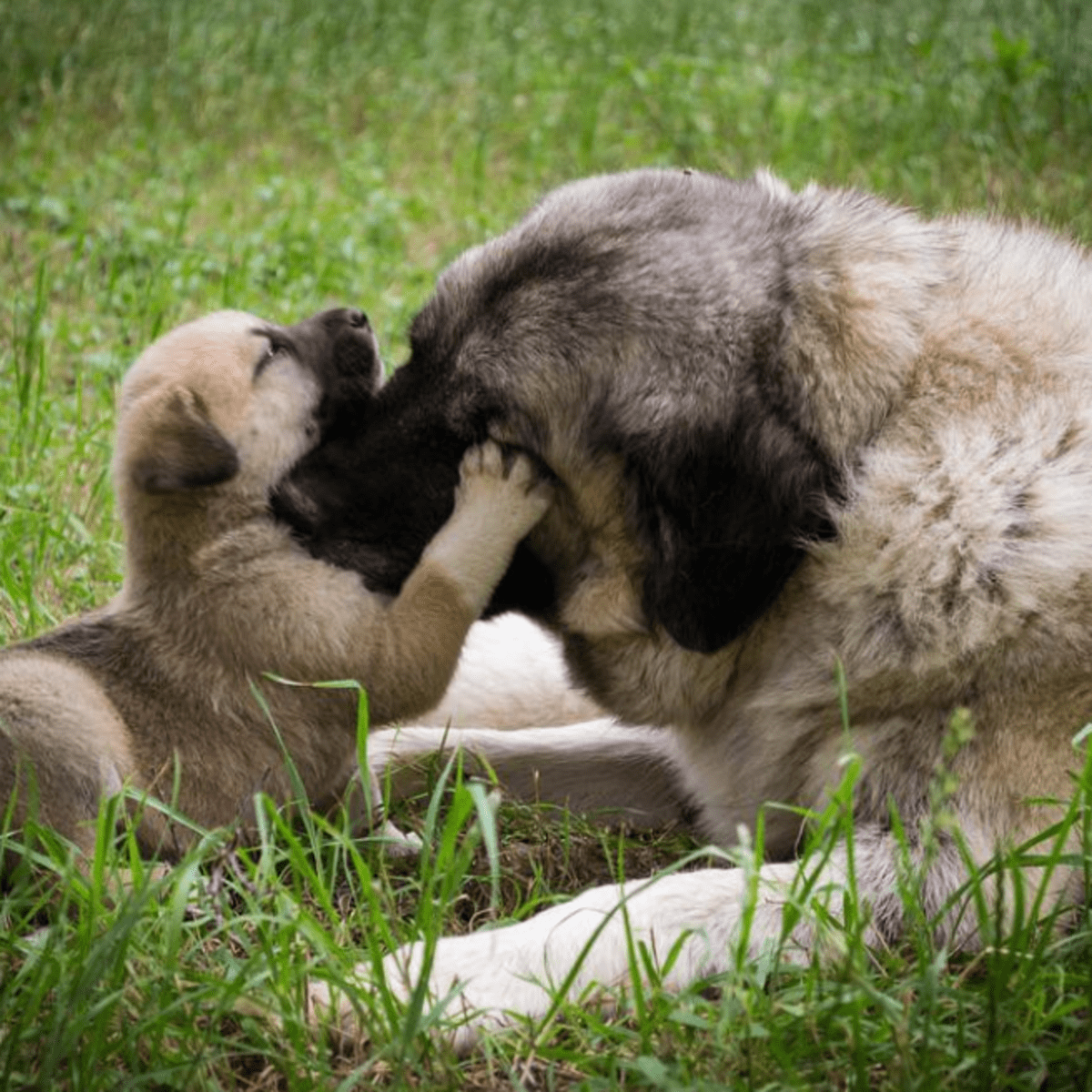 do dogs teach their puppies