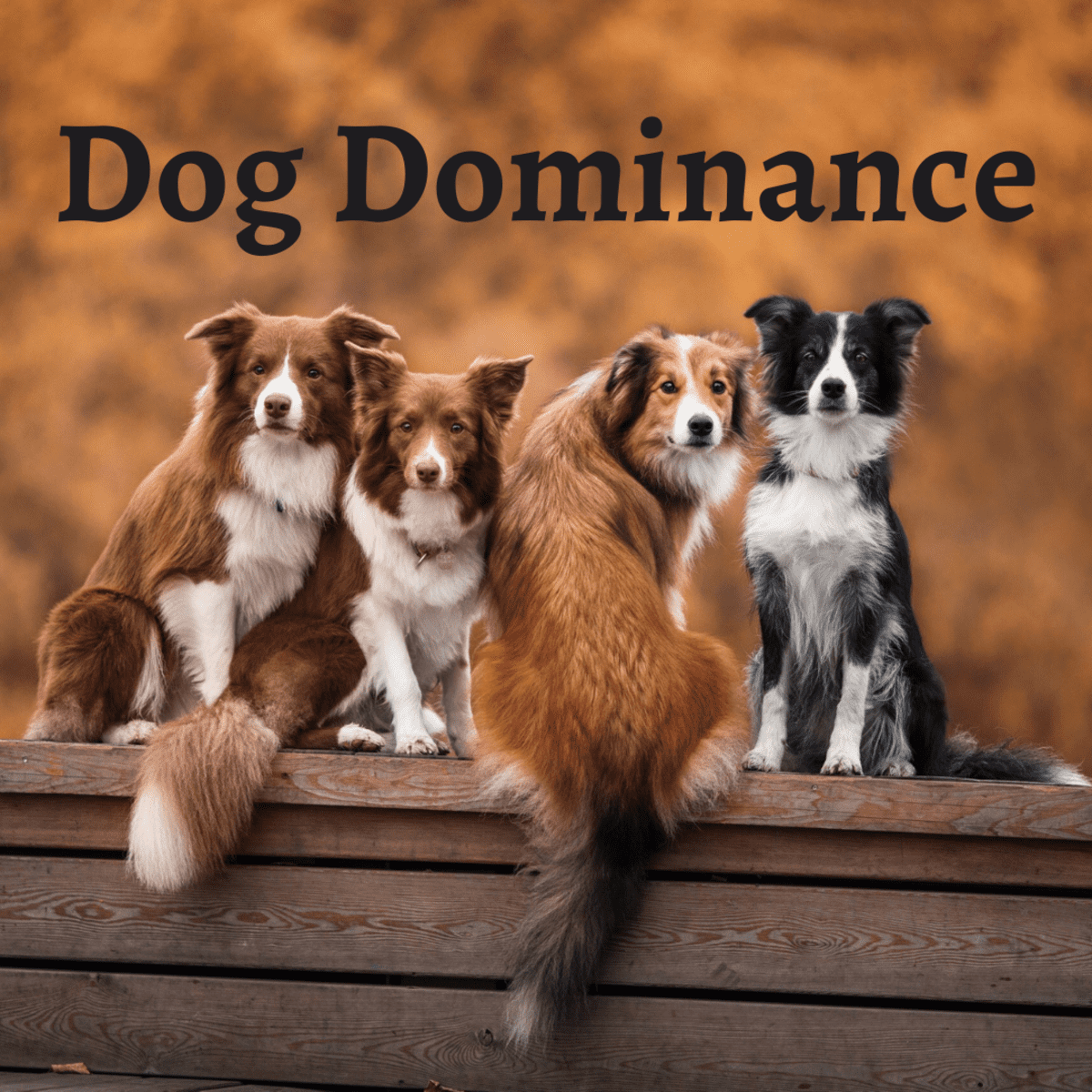 how do i show my dog dominance