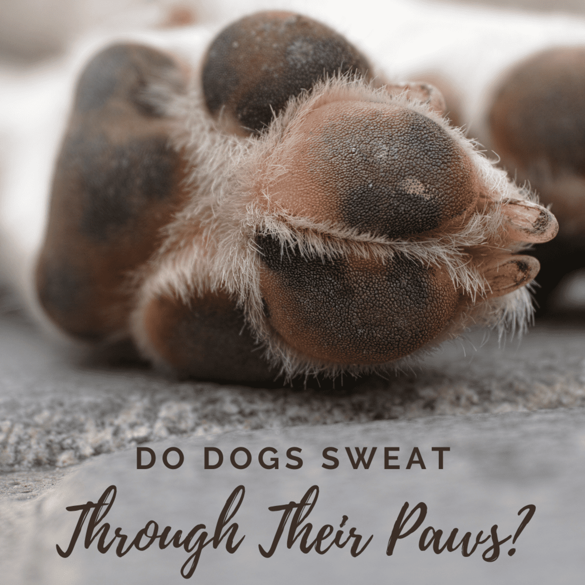 What You Need to Know About Sweaty Paws in Dogs - PetHelpful