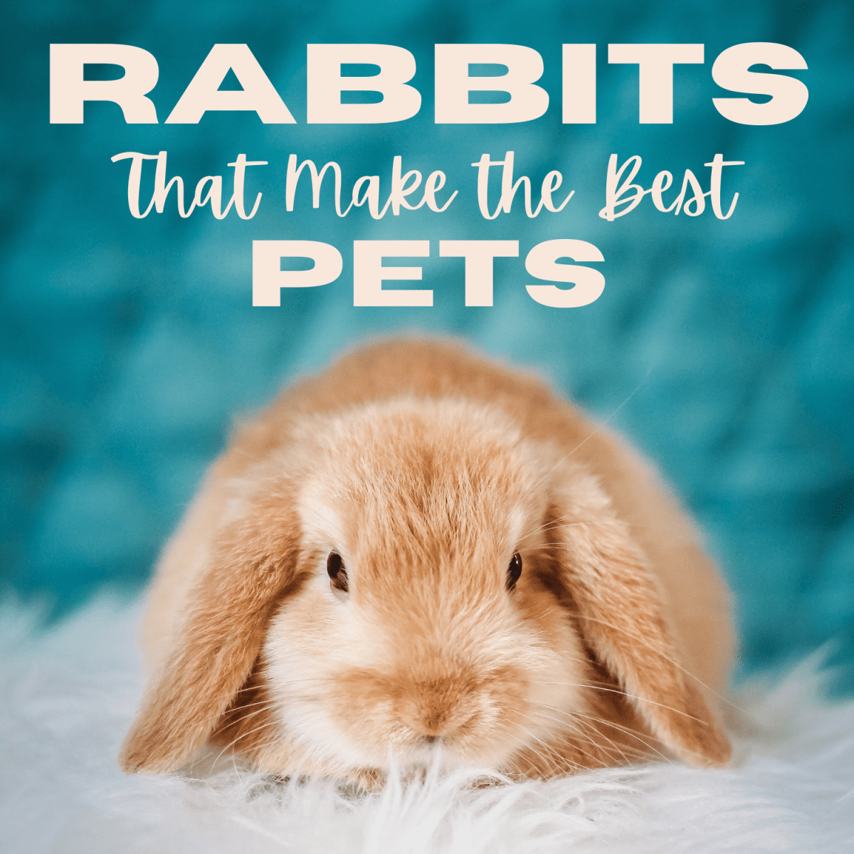 15 of the Best Pet Rabbit Breeds - PetHelpful