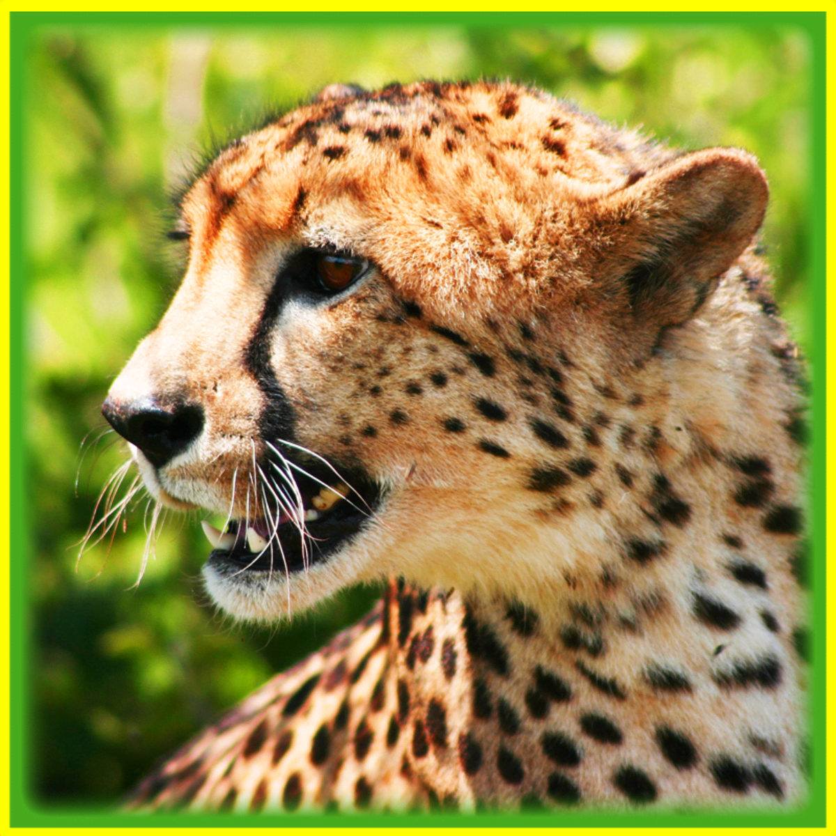 Relative Top Speeds of Common Land Animals: Is the Cheetah Really the  Fastest? - HubPages