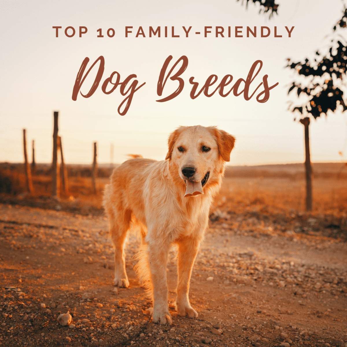 are golden retriever good family dogs