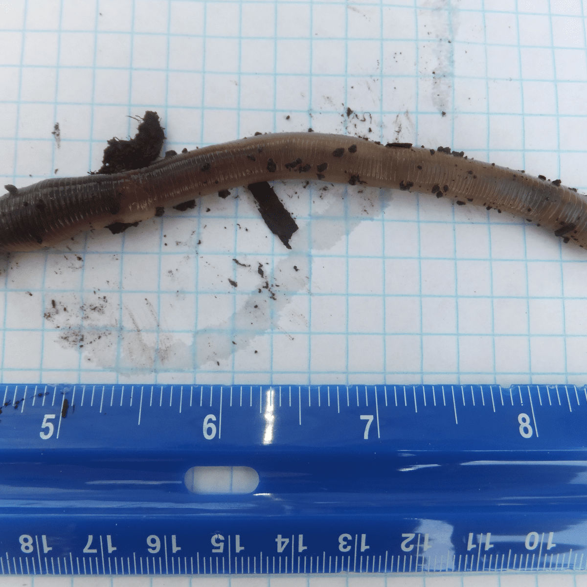 How to Identify the Canadian Nightcrawler Worm - Dengarden