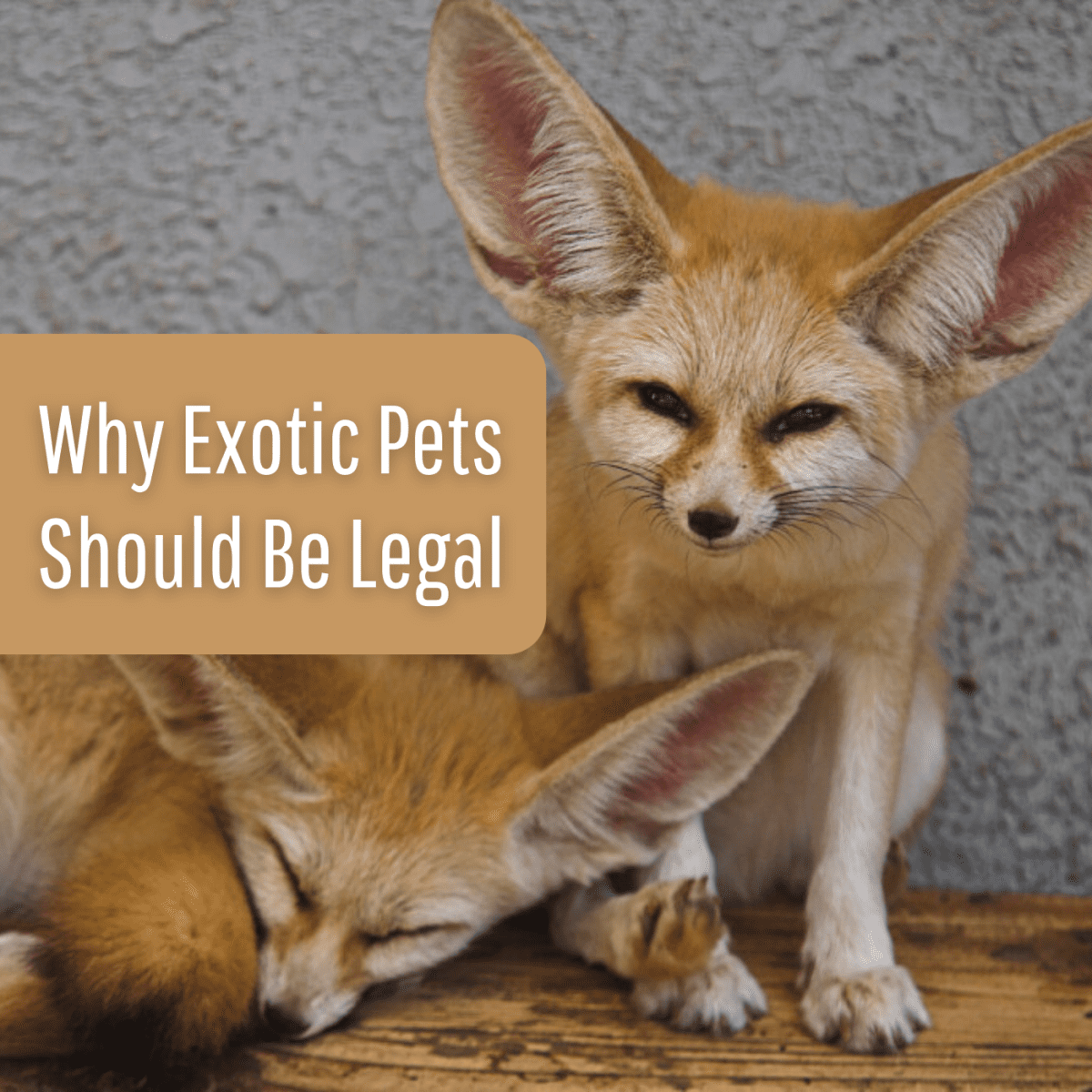 10 Reasons Why Exotic Pets Should Be Legal - PetHelpful