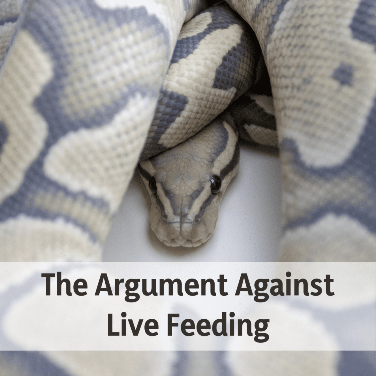 Feeding Pets Live Food Is Cruelty - PetHelpful