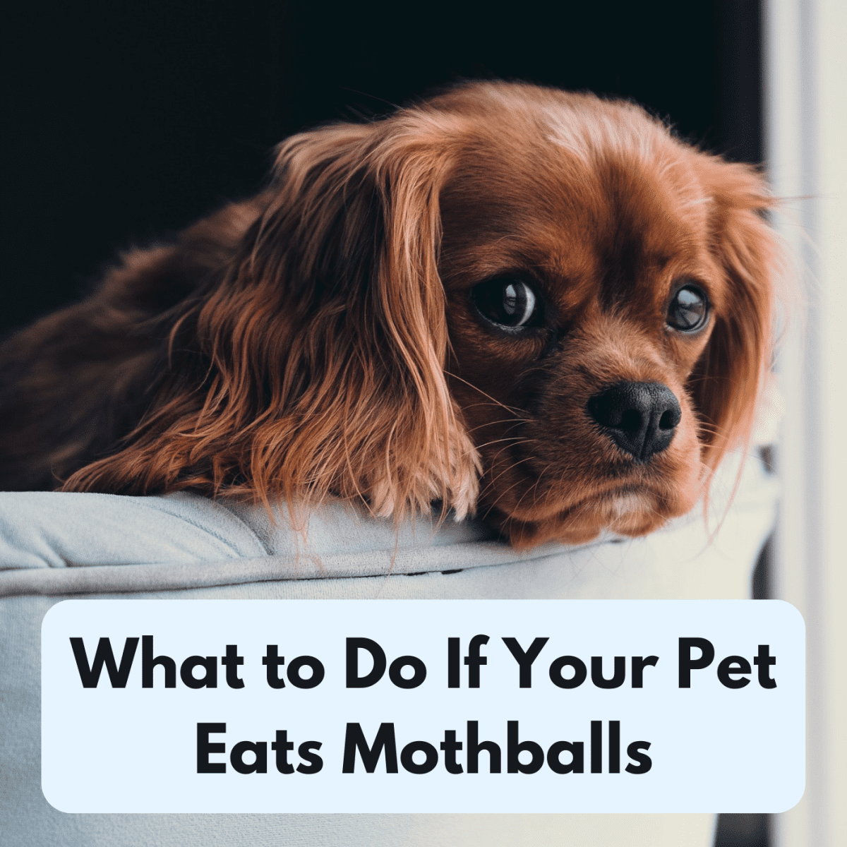 will mothballs hurt dogs and cats