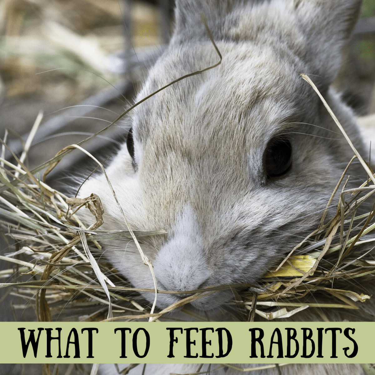 Bunny Care Guide What Foods Do Rabbits Eat Pethelpful