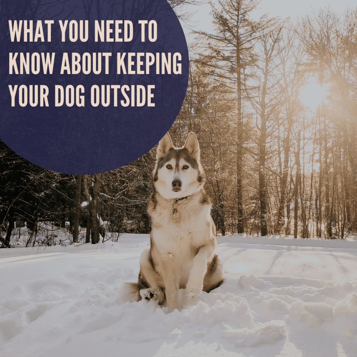 What You Need to Know About Keeping Your Dog Outside - PetHelpful
