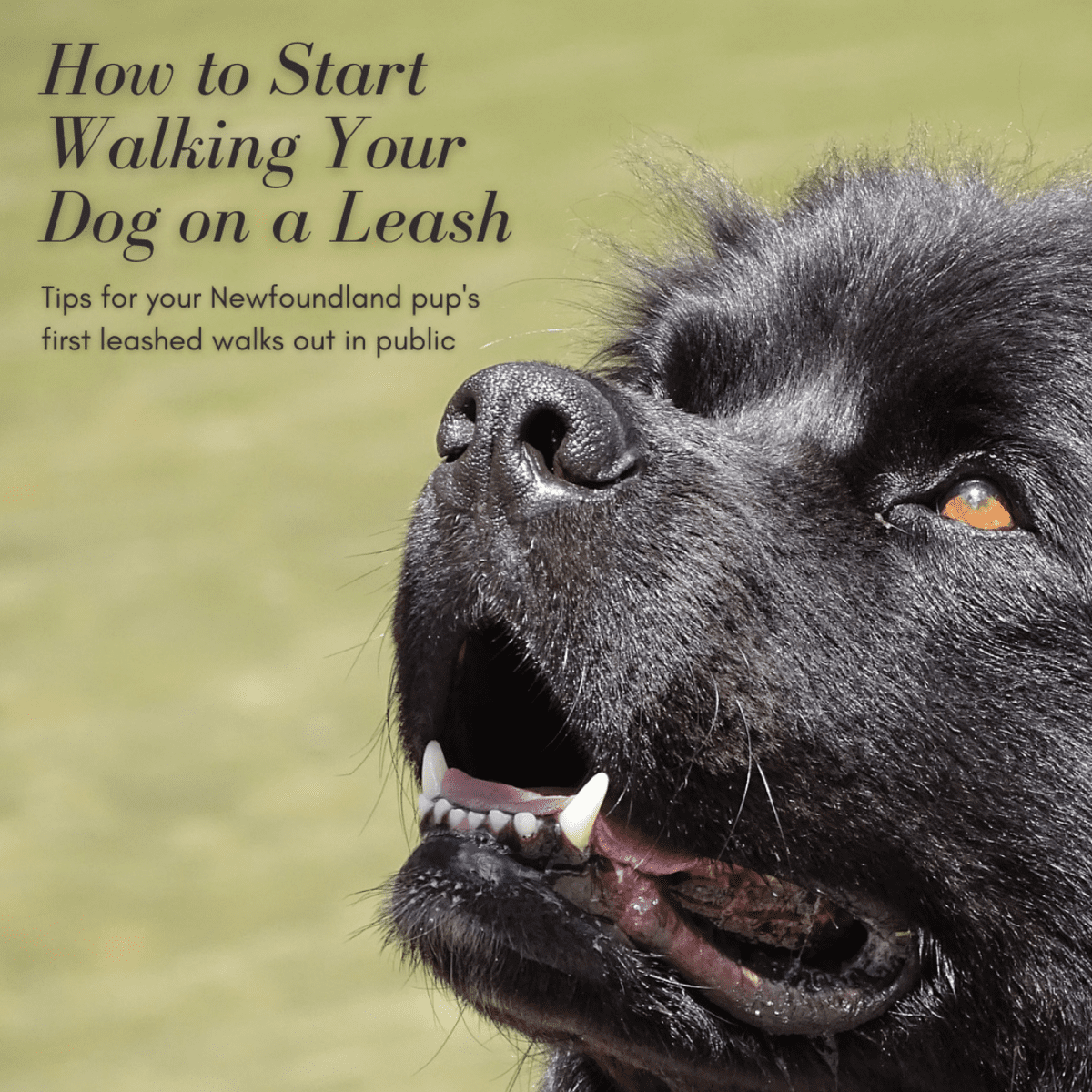 leash training a newfoundland