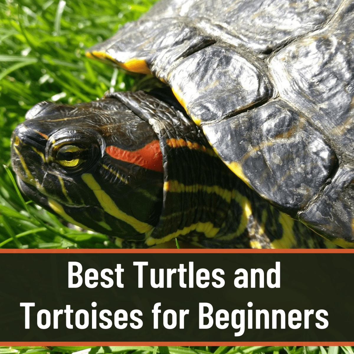 Best Beginner Pet Turtles and Tortoises - PetHelpful