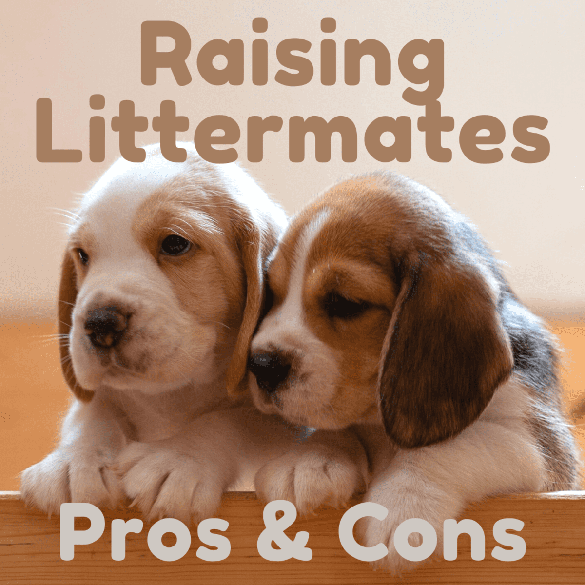 Pros And Cons Of Raising Two Littermate Puppies Pethelpful