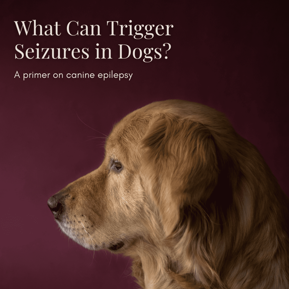 can dogs with seizures fly