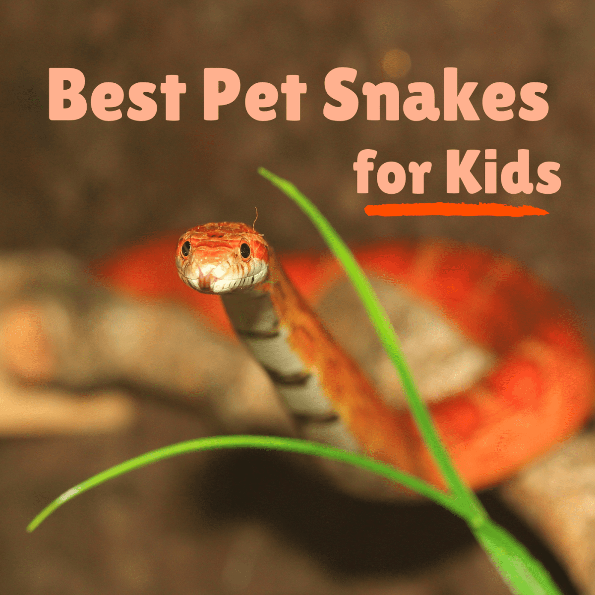 snakes as pets