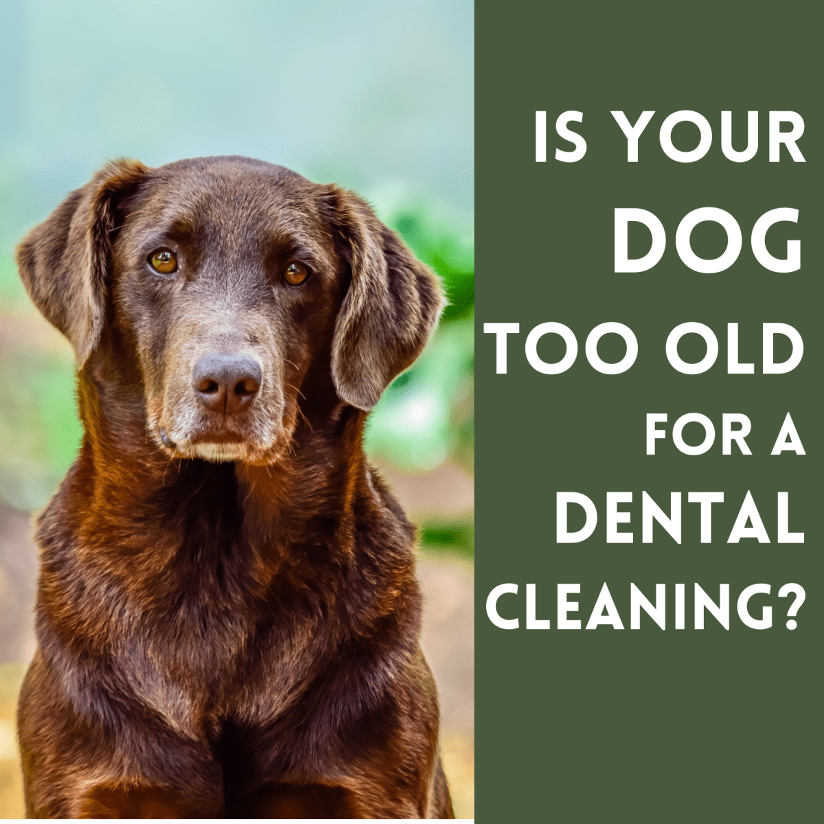 are dogs too old to get their teeth cleaned