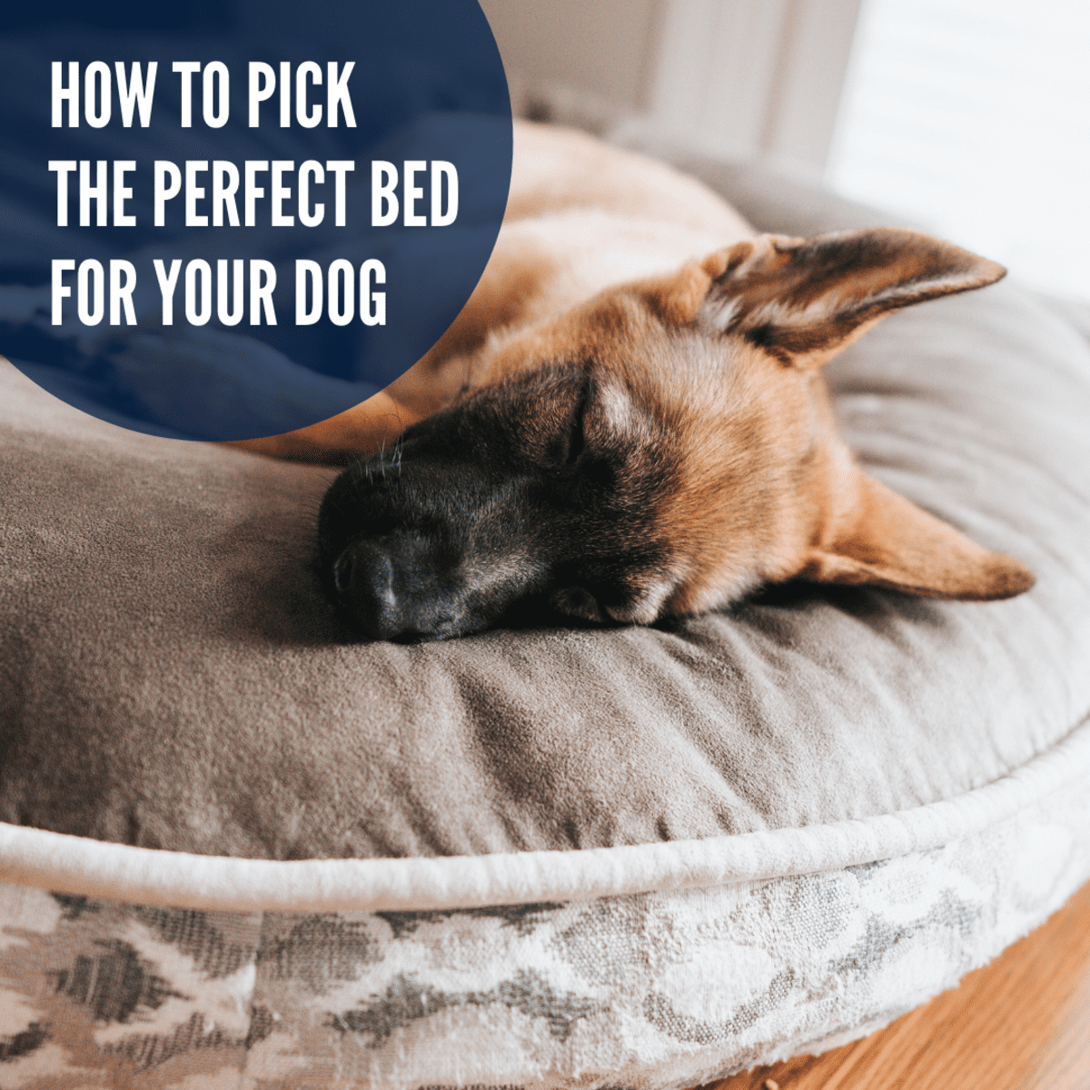 what kind of dog bed should i get