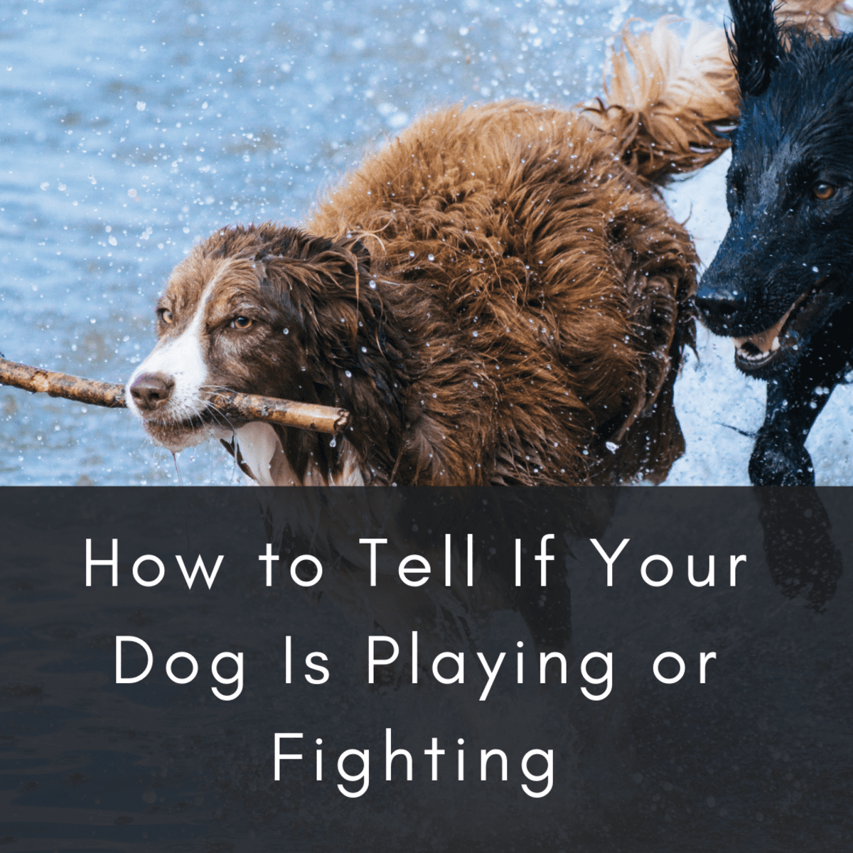 how to stop dogs fighting for dominance