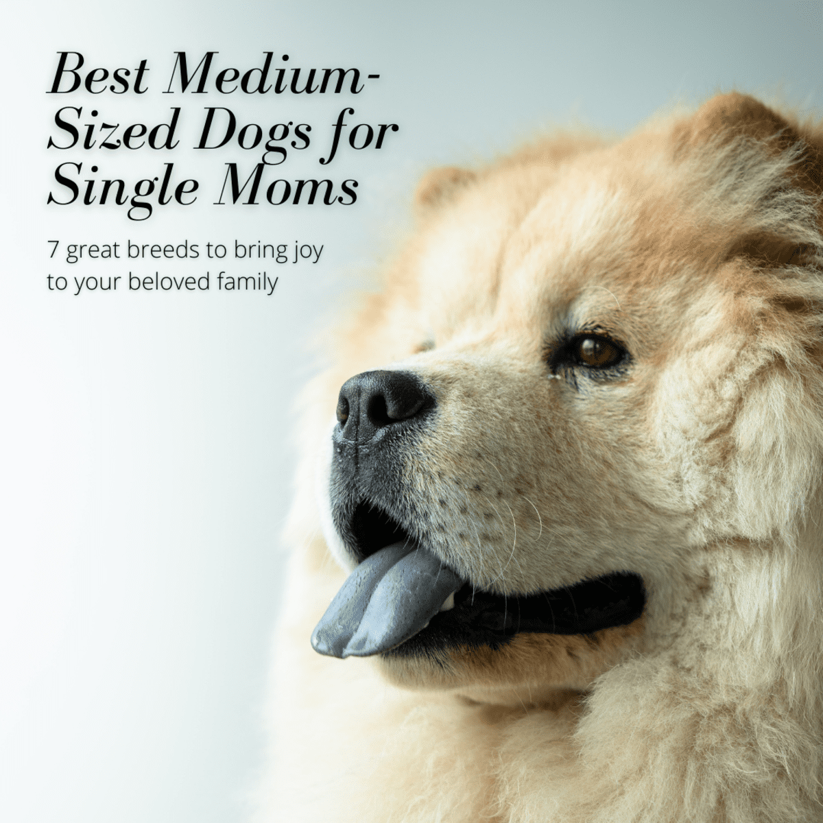 what is the best medium sized family dog