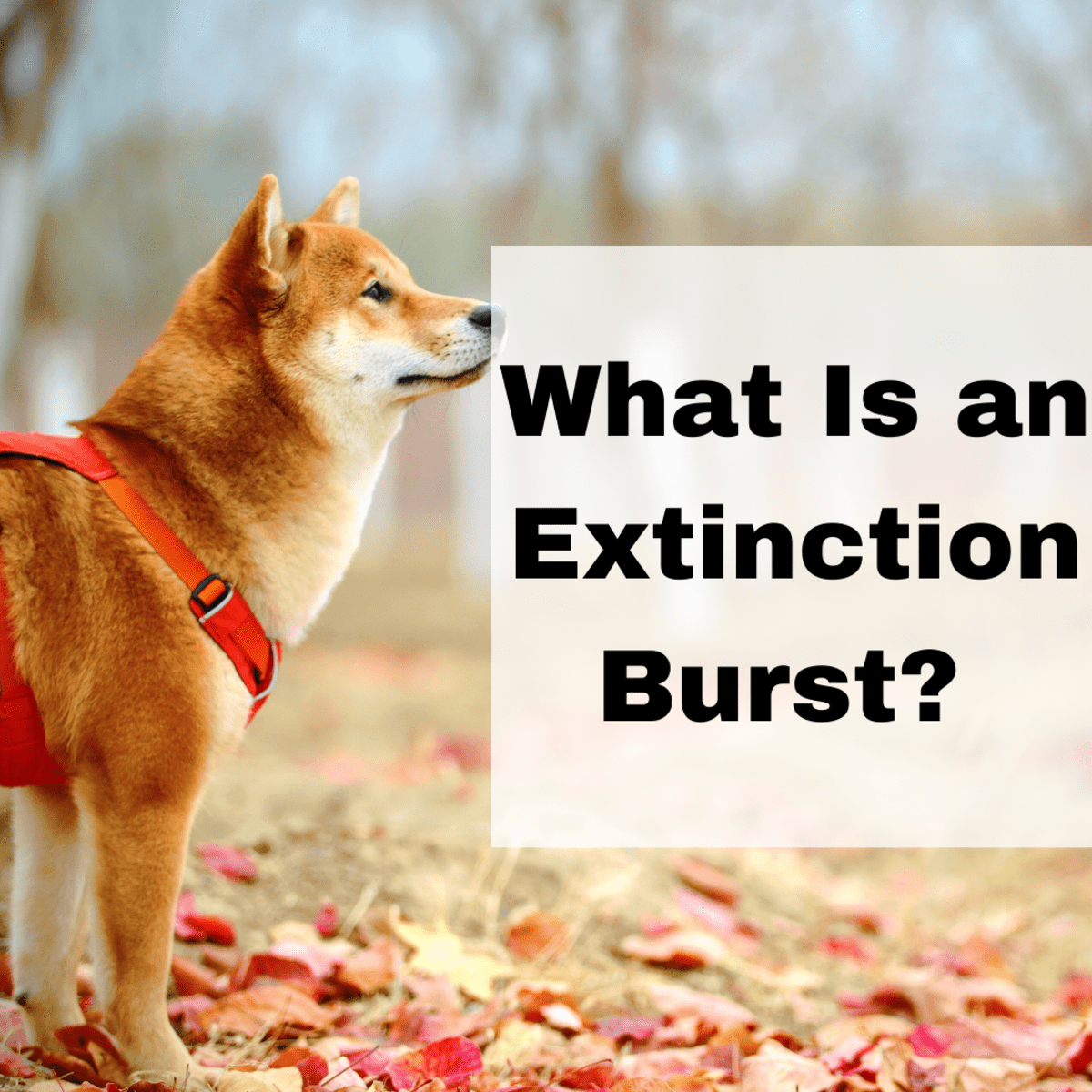 extinction burst