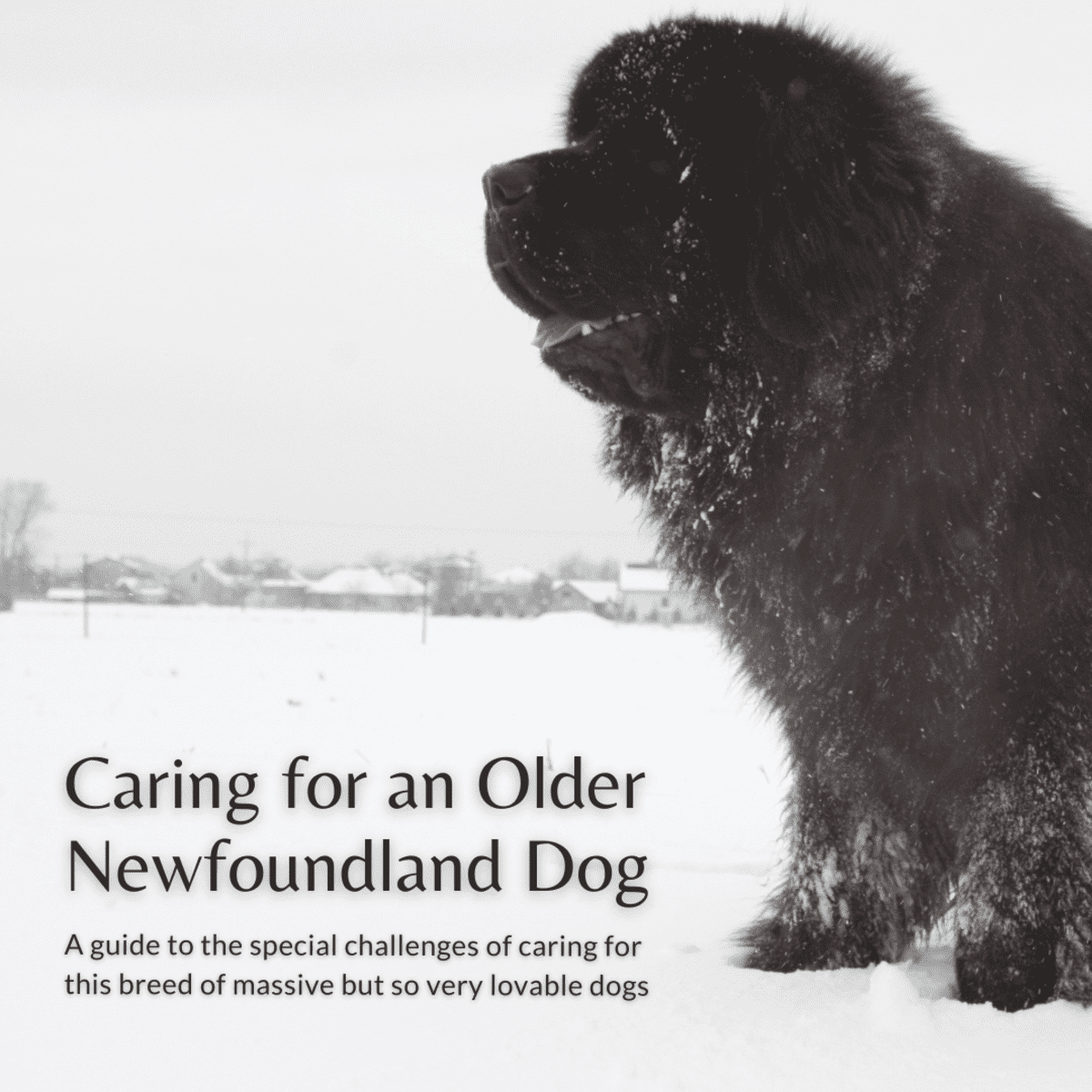 How To Care For Your Older Newfoundland Dog Pethelpful