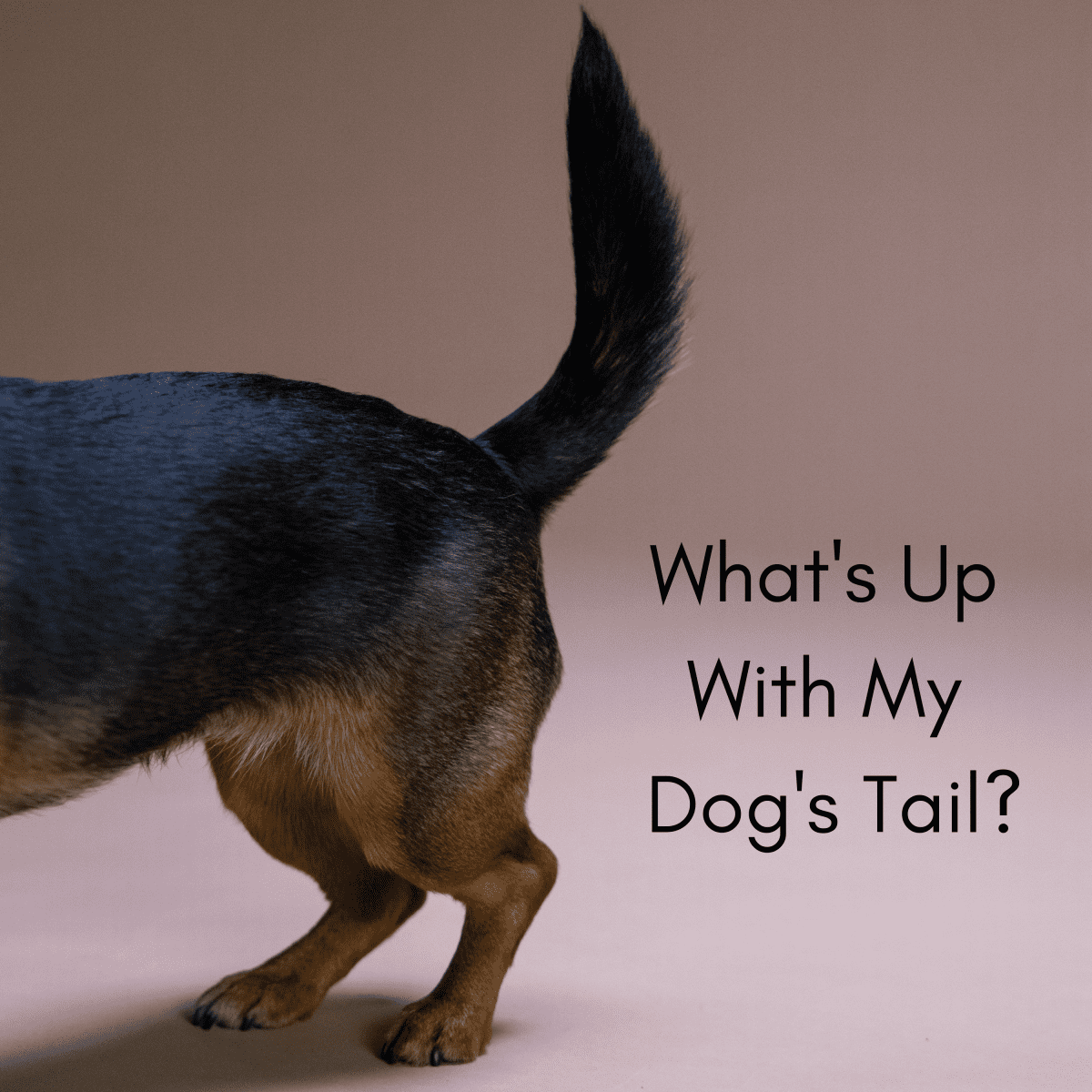 can dogs hurt their tails