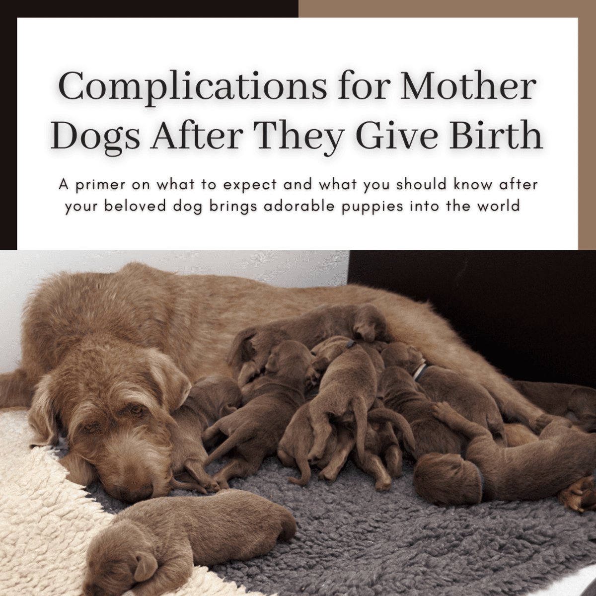 Complications After Dogs Give Birth - PetHelpful