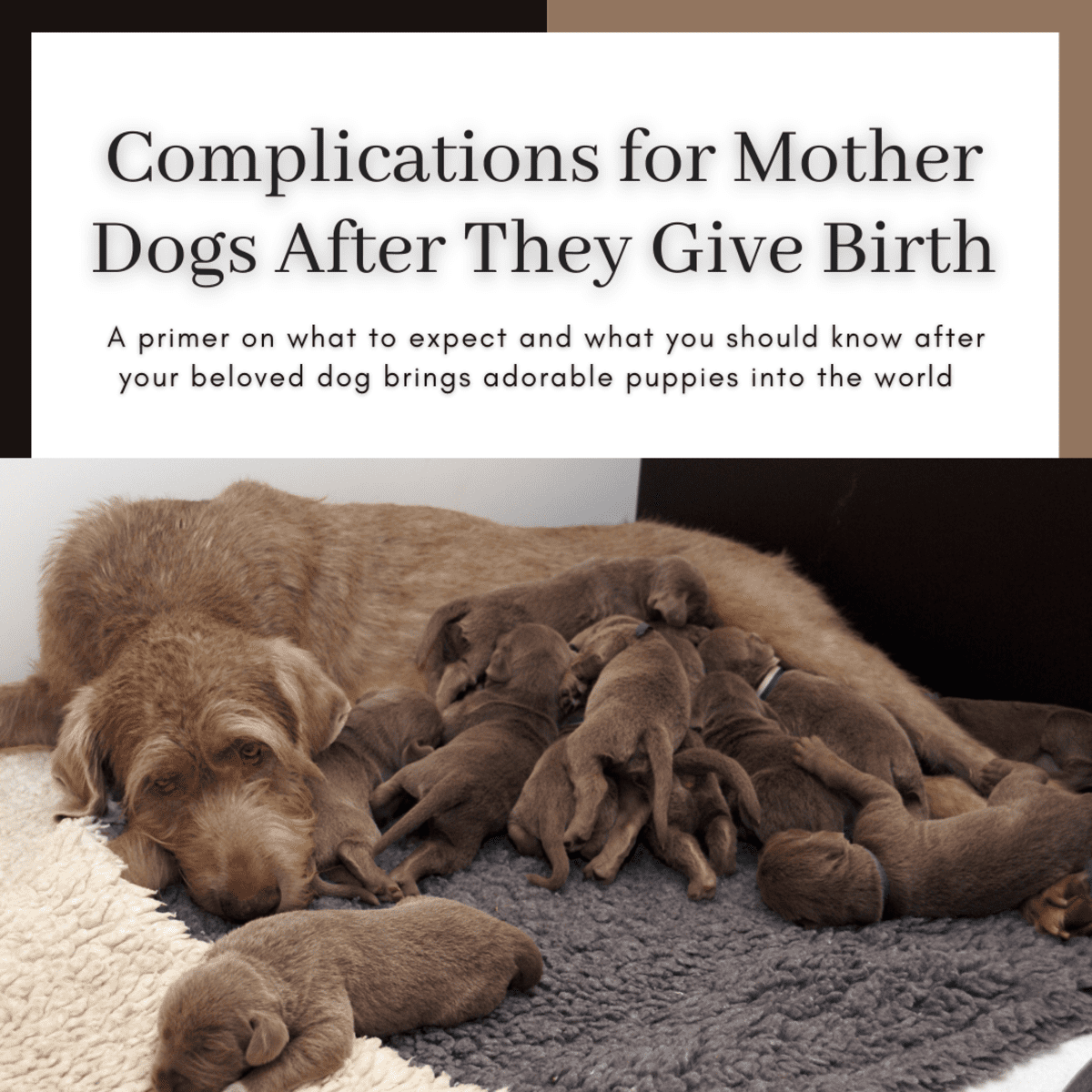 Can A Dog Die After Giving Birth