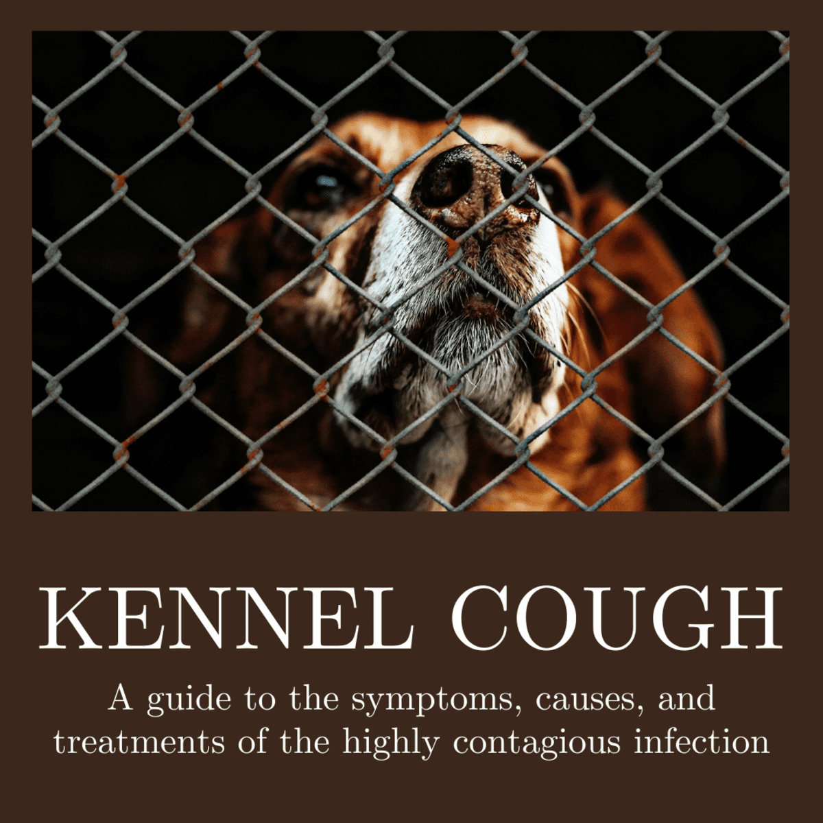 how to stop a dog from coughing with kennel cough