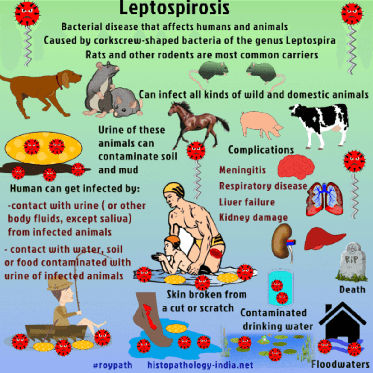can humans catch lepto from dogs