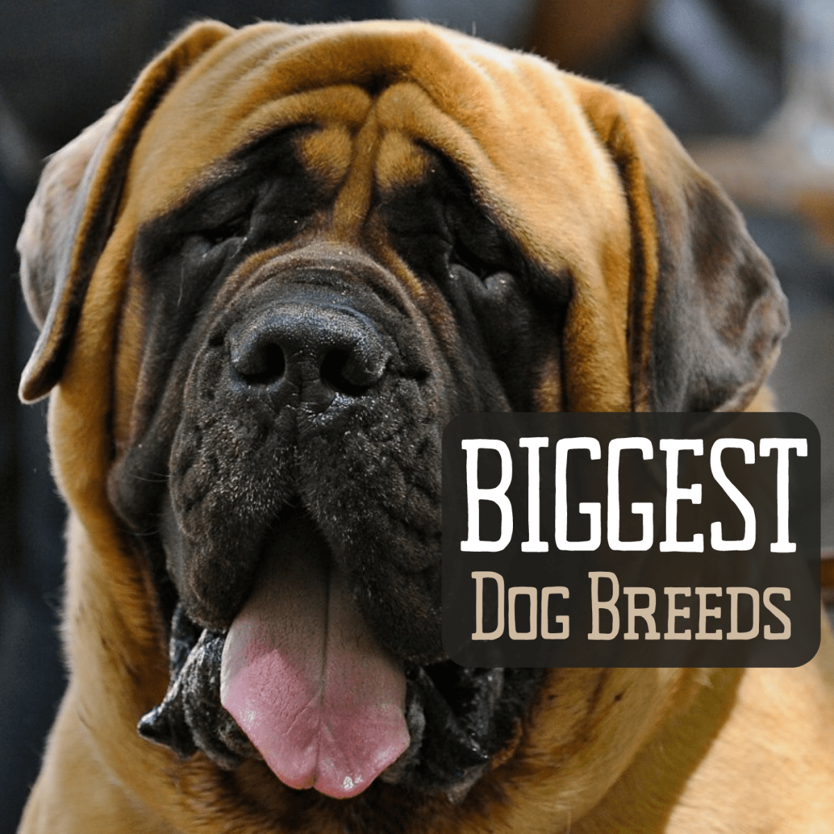Top 10 Largest Dog Breeds - PetHelpful