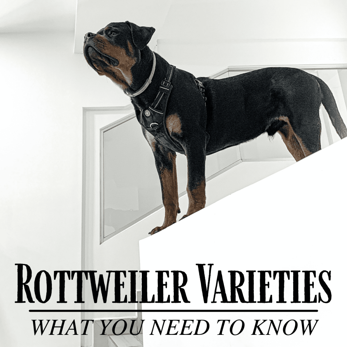 American German Or Roman The Different Types Of Rottweilers Pethelpful