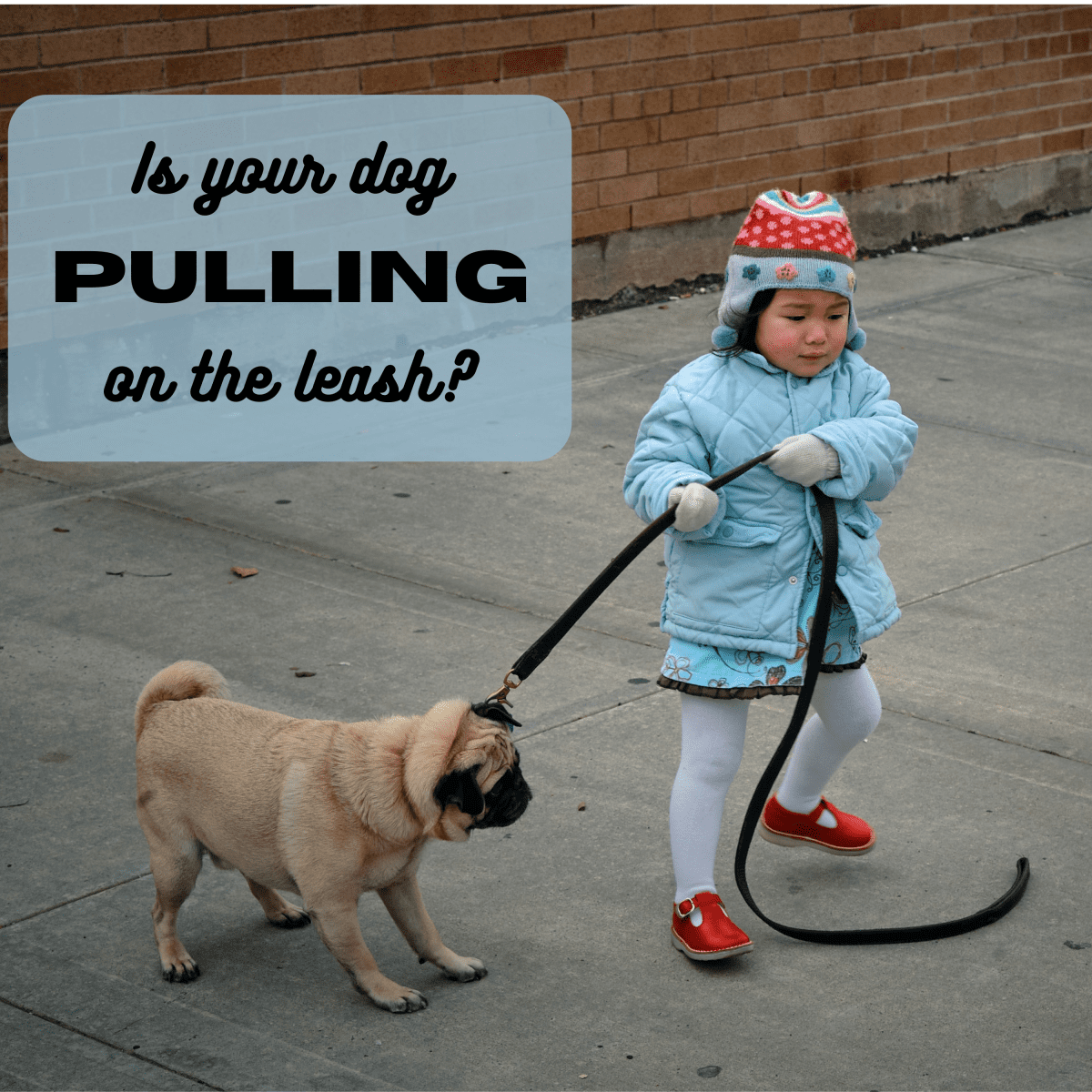 Teach Your Dog Not to Pull on a Leash 