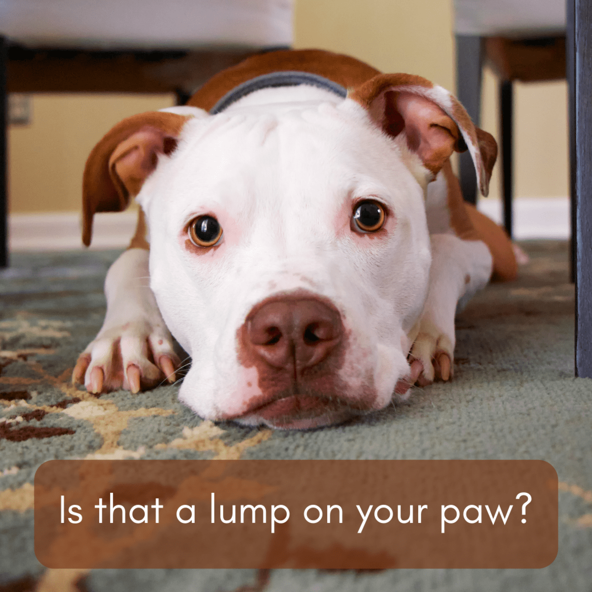 Causes of Lumps on Dog Paw Pads (Plus Treatment Information) - PetHelpful