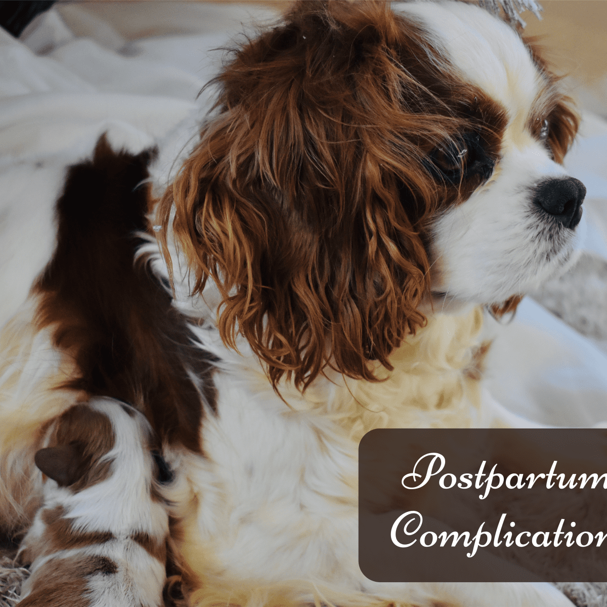 Dog Health: Common Complications in Dogs After Giving Birth - PetHelpful