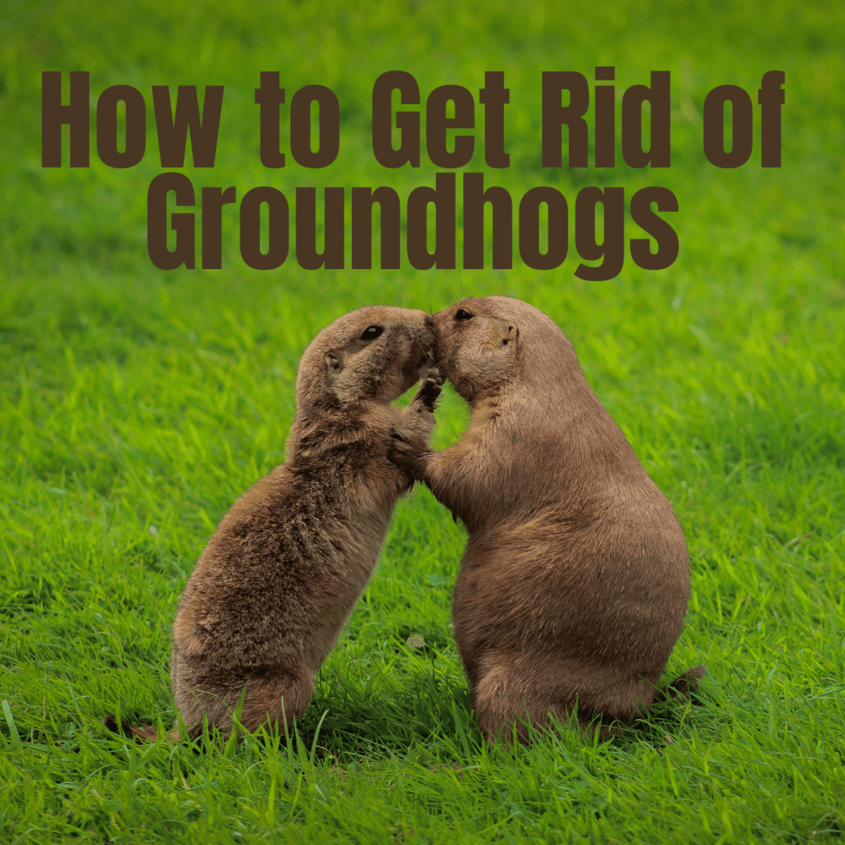 12 Effective Ways To Get Rid Of, How To Trap A Groundhog