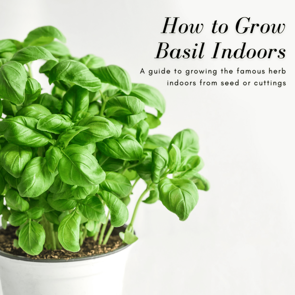 Basil Seeds Indoor Basil Green 45 Days Sweet Herb Planting Organic Heirloom Ukraine 
