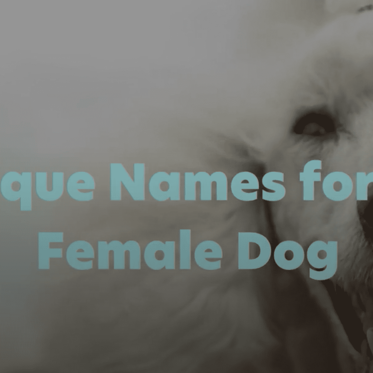 300 Unique Female Dog Names By Category Pethelpful